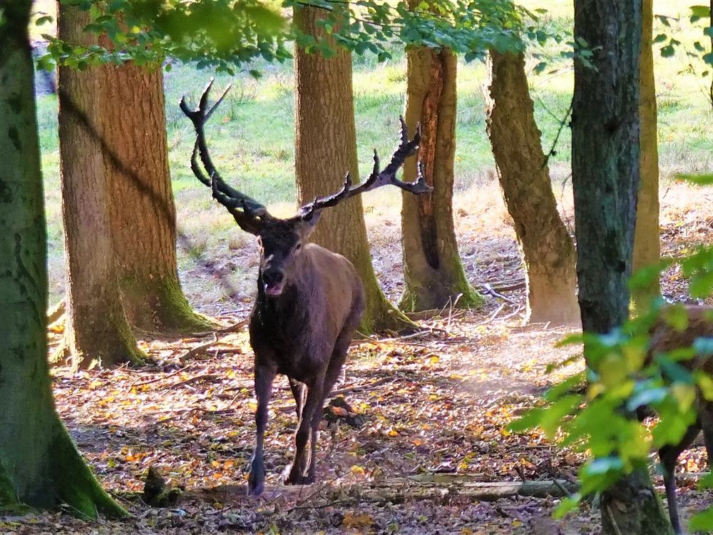 Hirsch mit Gefege, Bast. (mein Erster)