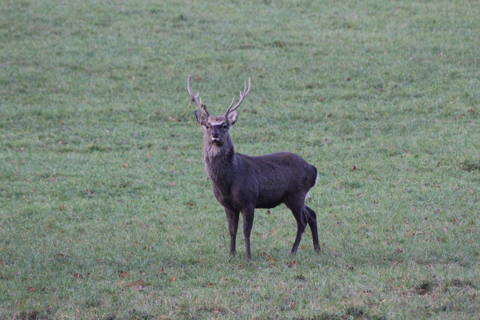 Hirsch mit Geweih im Herbst 2011