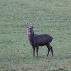 Hirsch mit Geweih im Herbst 2011