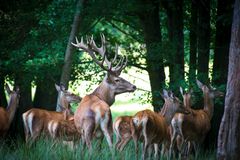 Hirsch mit Harem