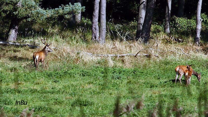 Hirsch mit Hirschkuh und Kalb