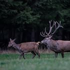 Hirsch mit Kahlwild 