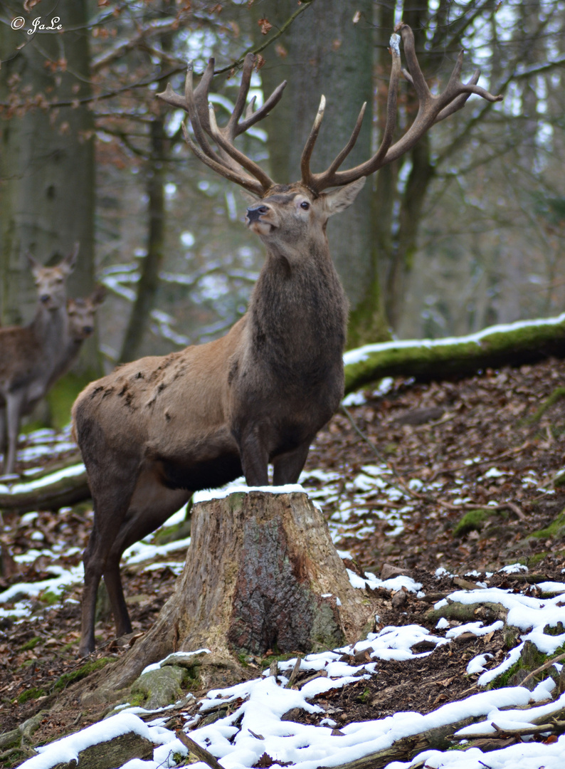 Hirsch mit riesigem Geweih