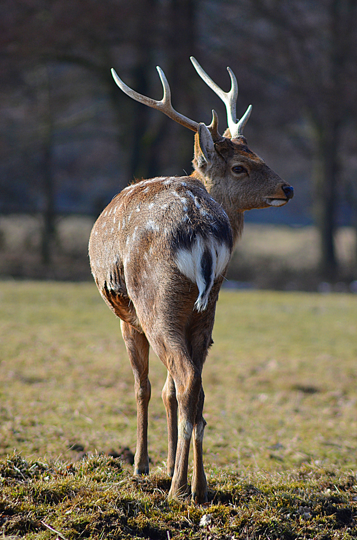 Hirsch mit Schulterblick