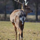 Hirsch mit Schulterblick