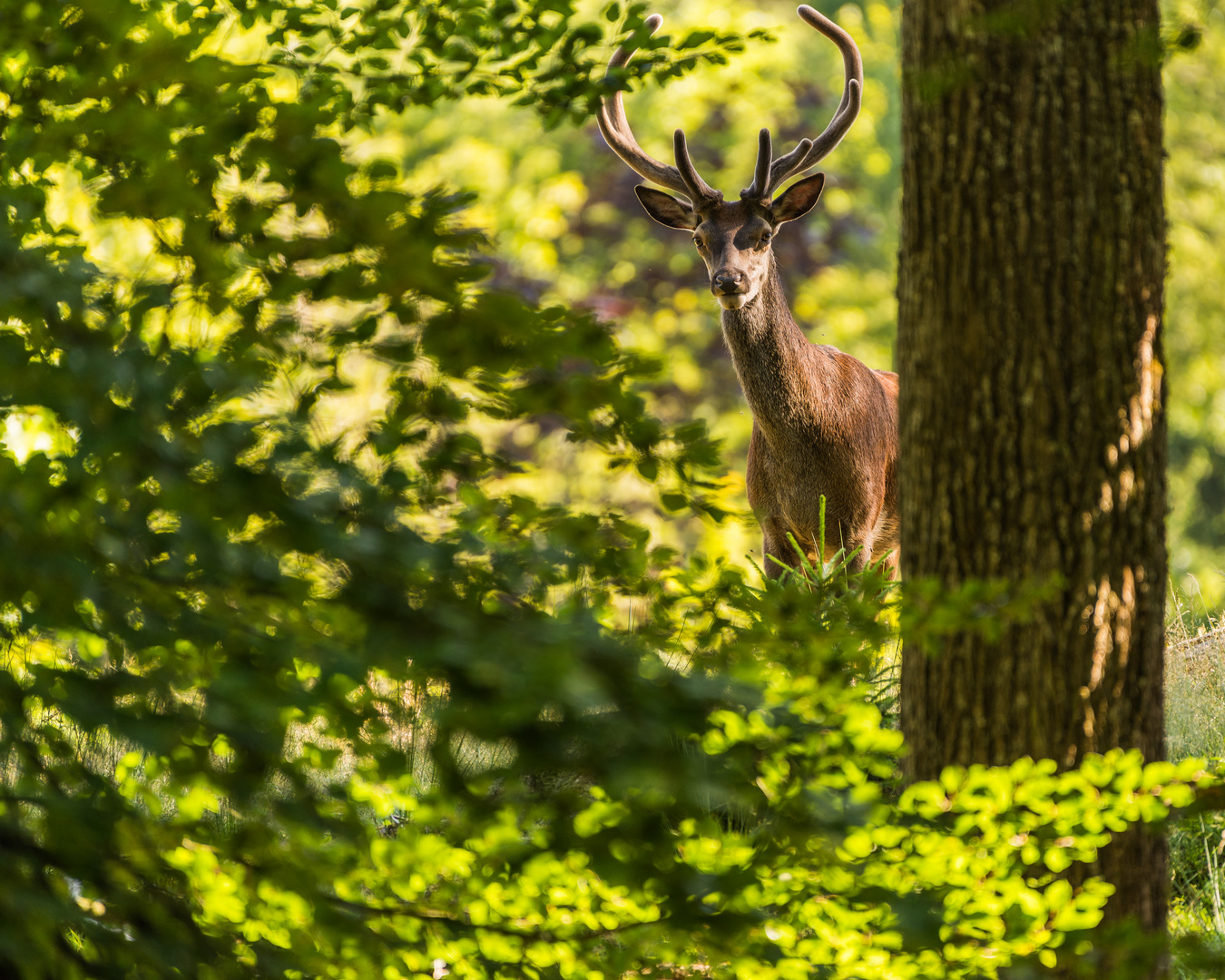 Hirsch mit seinem Bastgeweih