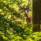 Hirsch mit seinem Bastgeweih