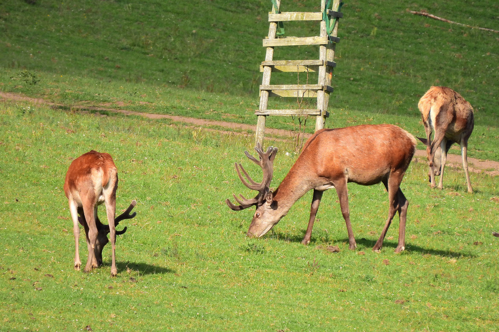     Hirsch mit stark entwickeltem Geweih 