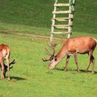     Hirsch mit stark entwickeltem Geweih 