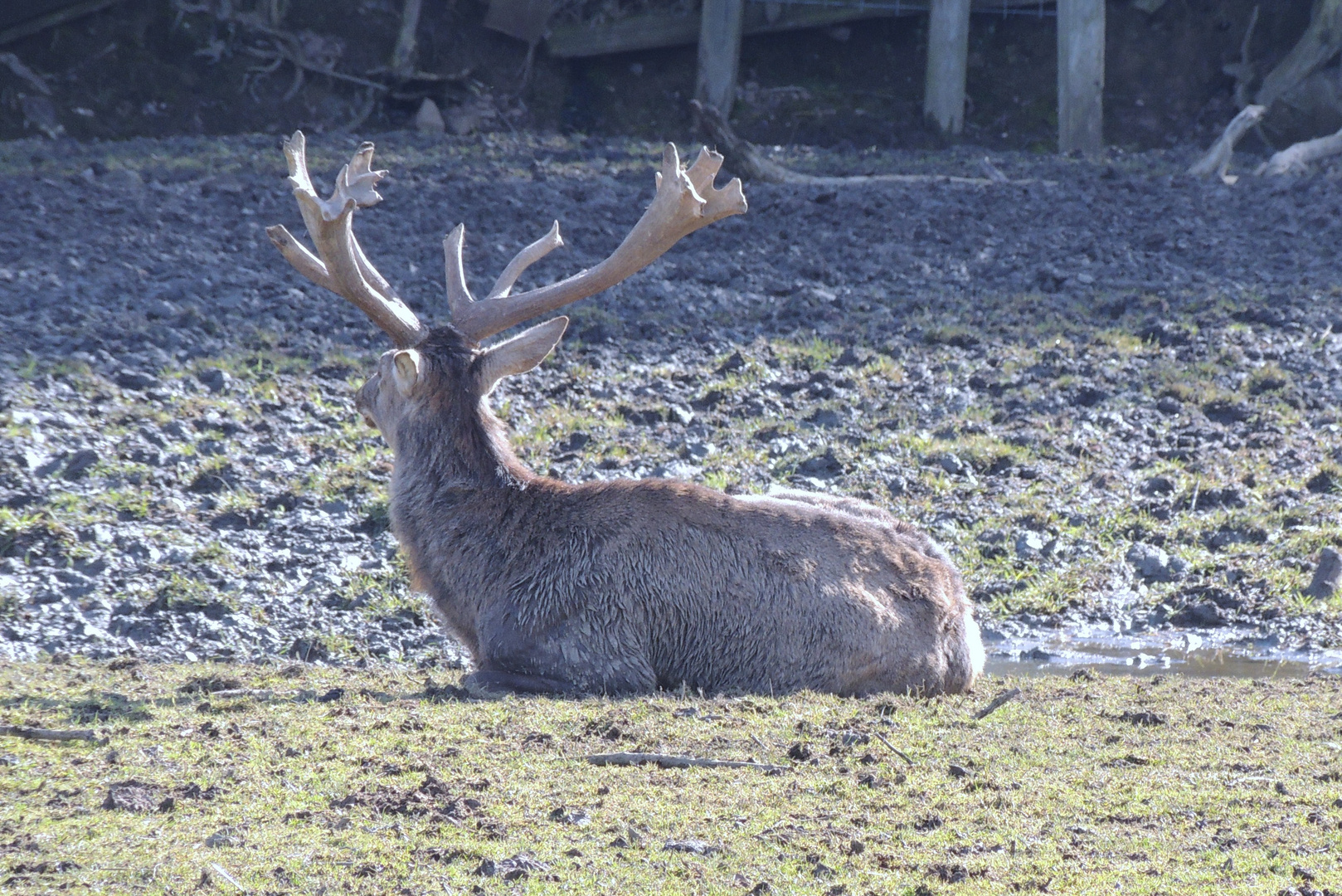 Hirsch mit undefinierbaren Geweihenden