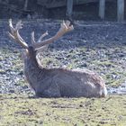 Hirsch mit undefinierbaren Geweihenden