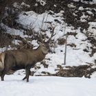 Hirsch mit vier Stangen