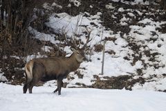 Hirsch mit vier Stangen