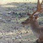 Hirsch mit Weitsicht