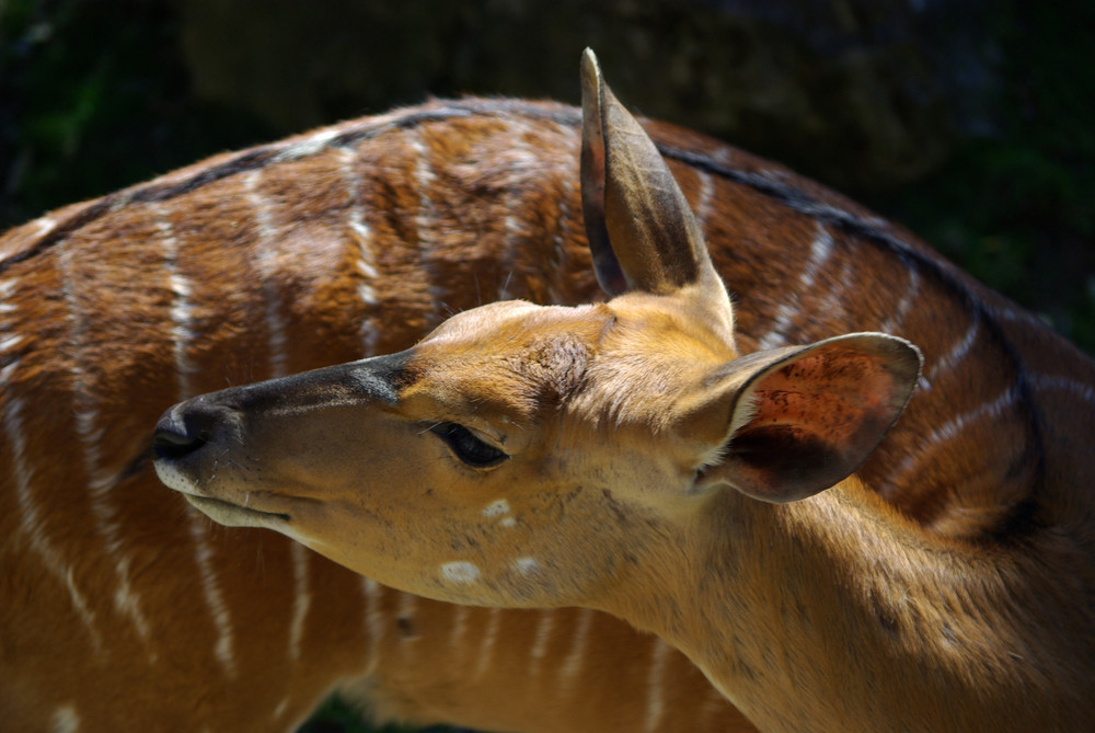 Hirsch- oder Gazellenart im Opel-Zoo / Taunus