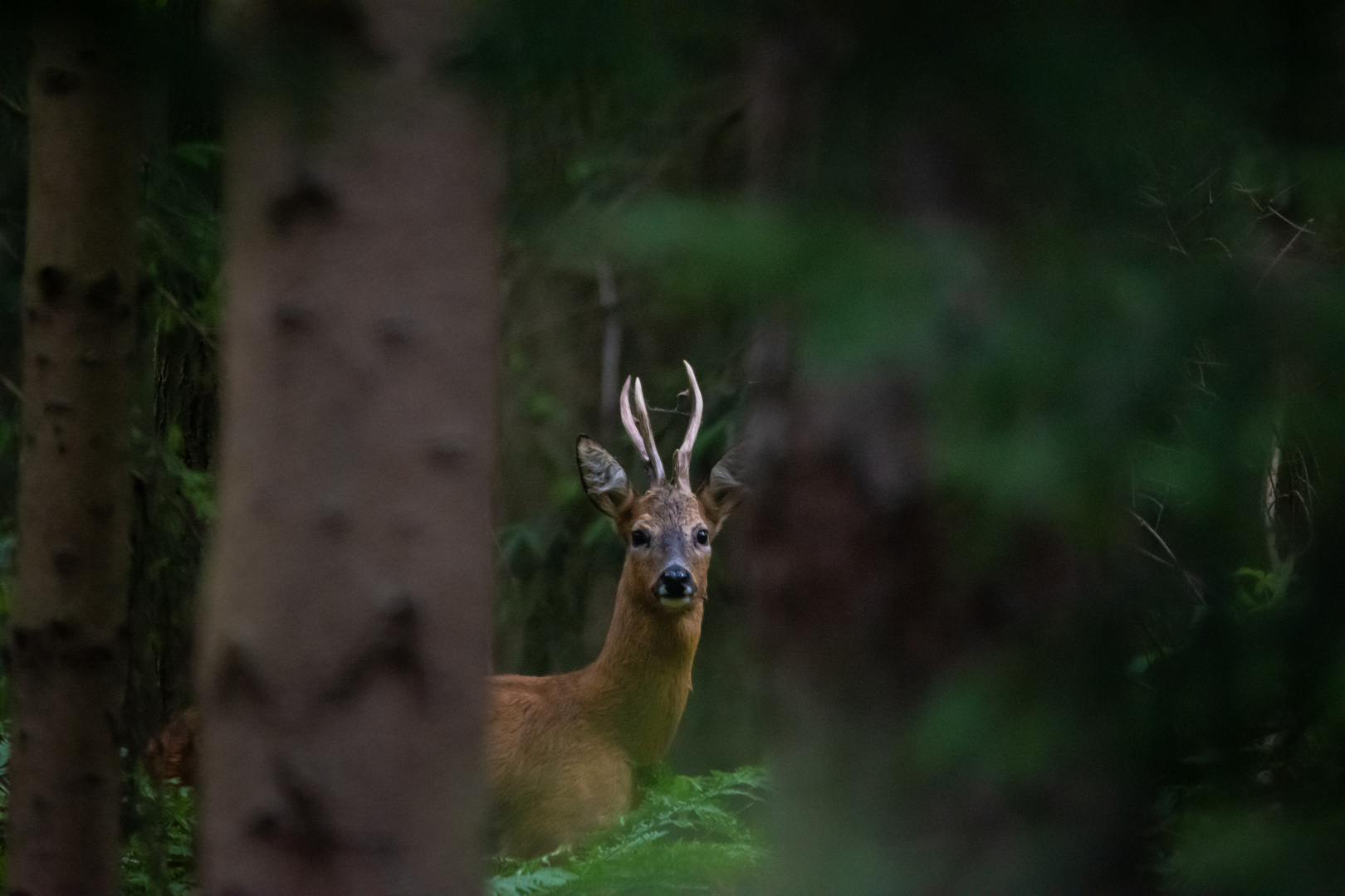 Hirsch oder Rehbock?