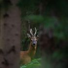 Hirsch oder Rehbock?