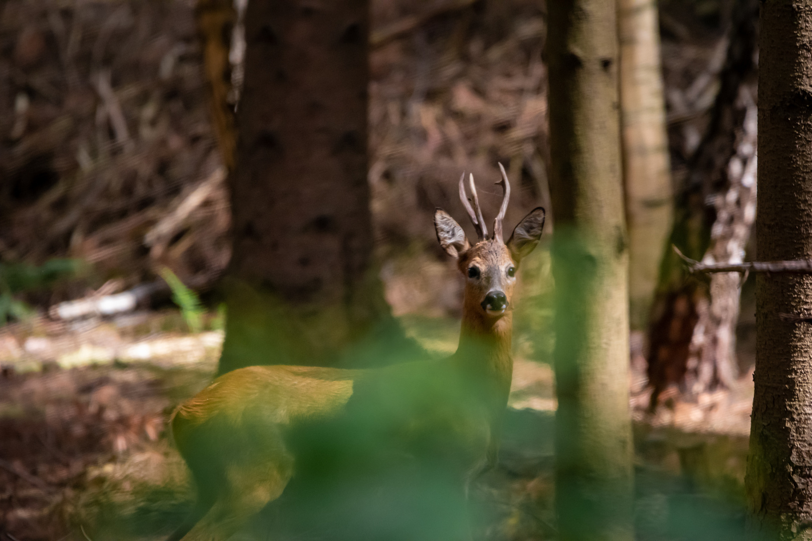 Hirsch oder Rehbock?