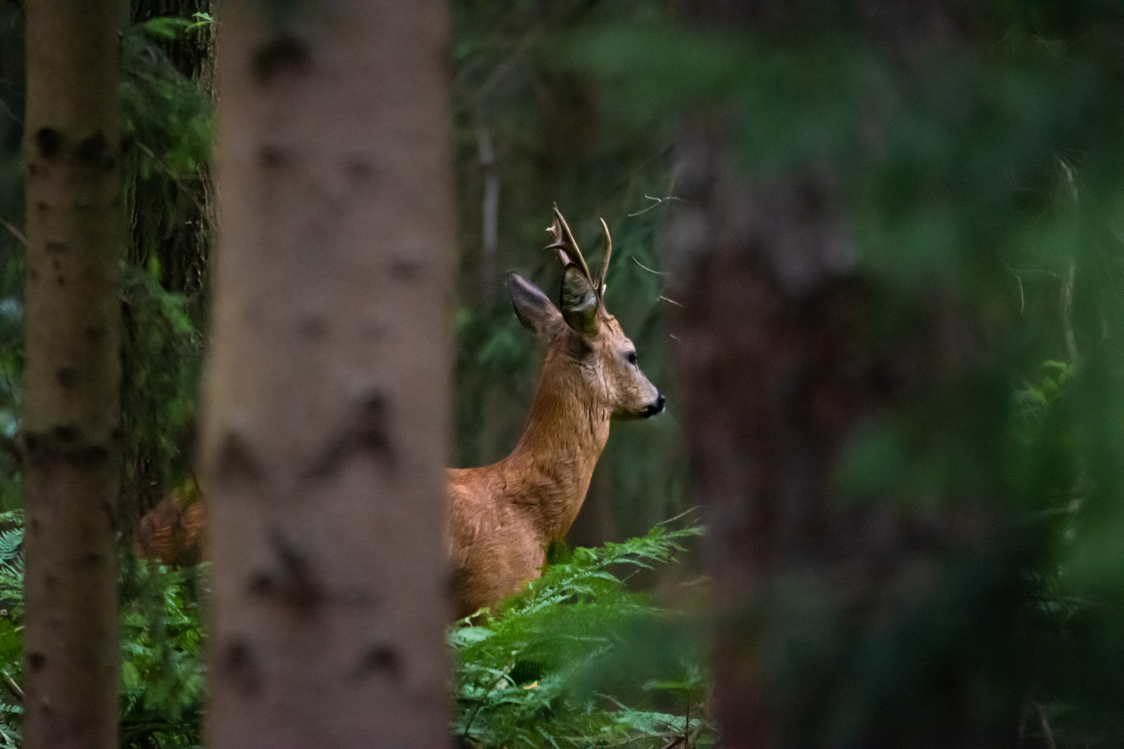 Hirsch oder Rehbock?