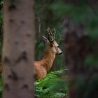 Hirsch oder Rehbock?