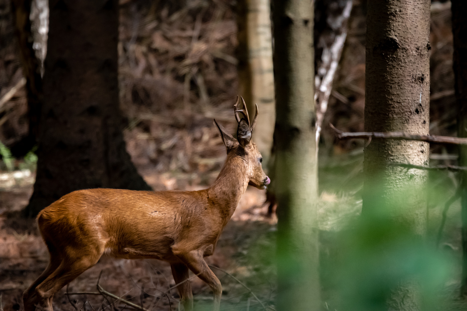 Hirsch oder Rehbock?