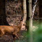 Hirsch oder Rehbock?