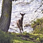 Hirsch ohne Geweih an der Waldgrenze 