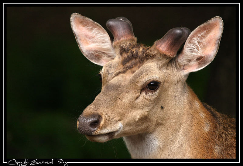 Hirsch Portait