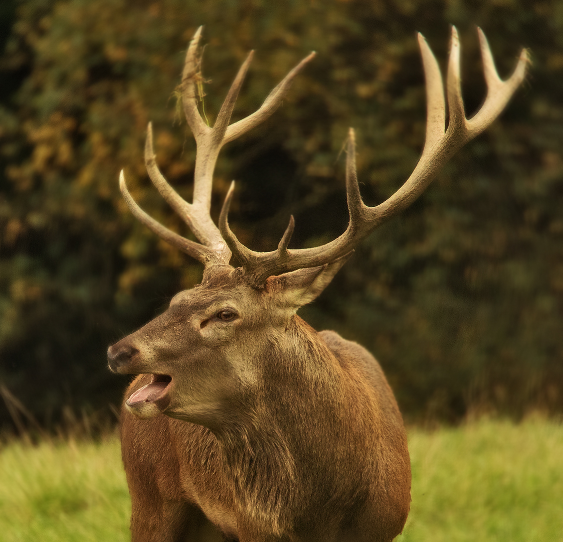 Hirsch-Portrait Foto &amp; Bild | jahreszeiten, herbst, bäume Bilder auf ...