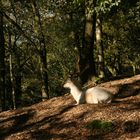 Hirsch (Rehbock) auf dem Hülser Berg in Krefeld