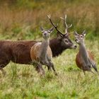 Hirsch treibt seine Hirschkühe zusammen