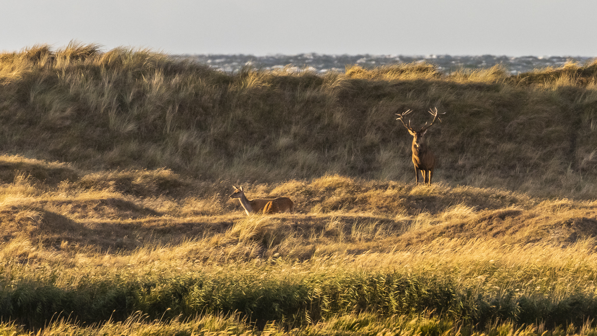 Hirsch und Meer