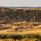 Hirsch und Meer