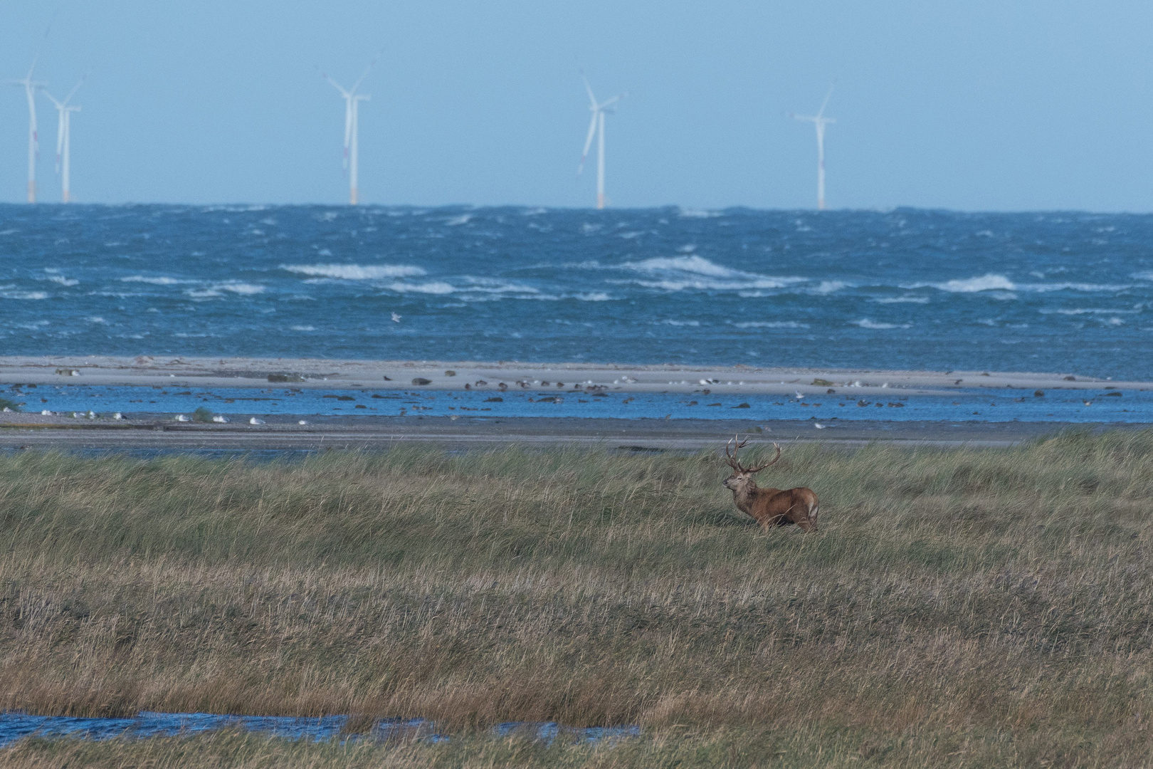 Hirsch und mehr/meer