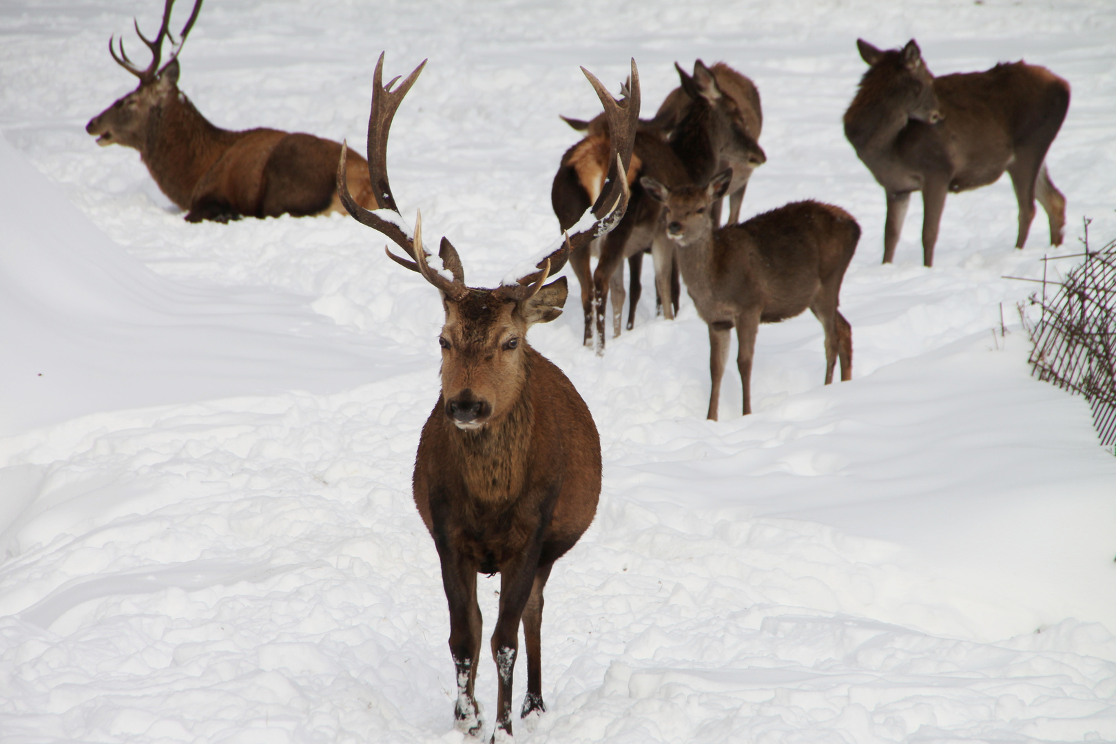 Hirsch und Rehe