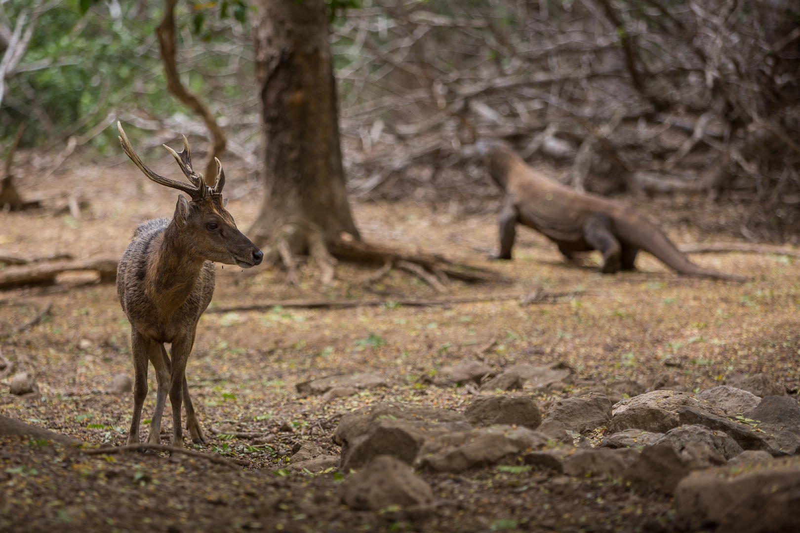 Hirsch und Waran