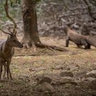 Hirsch und Waran