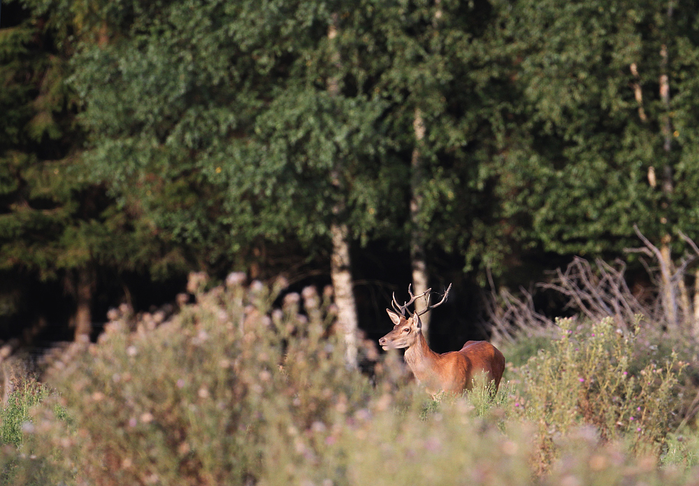 Hirsch vom 2. Kopf