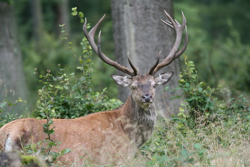 Hirsch von heute Morgen 9.49 Uhr