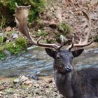 Hirsch vor Fluss