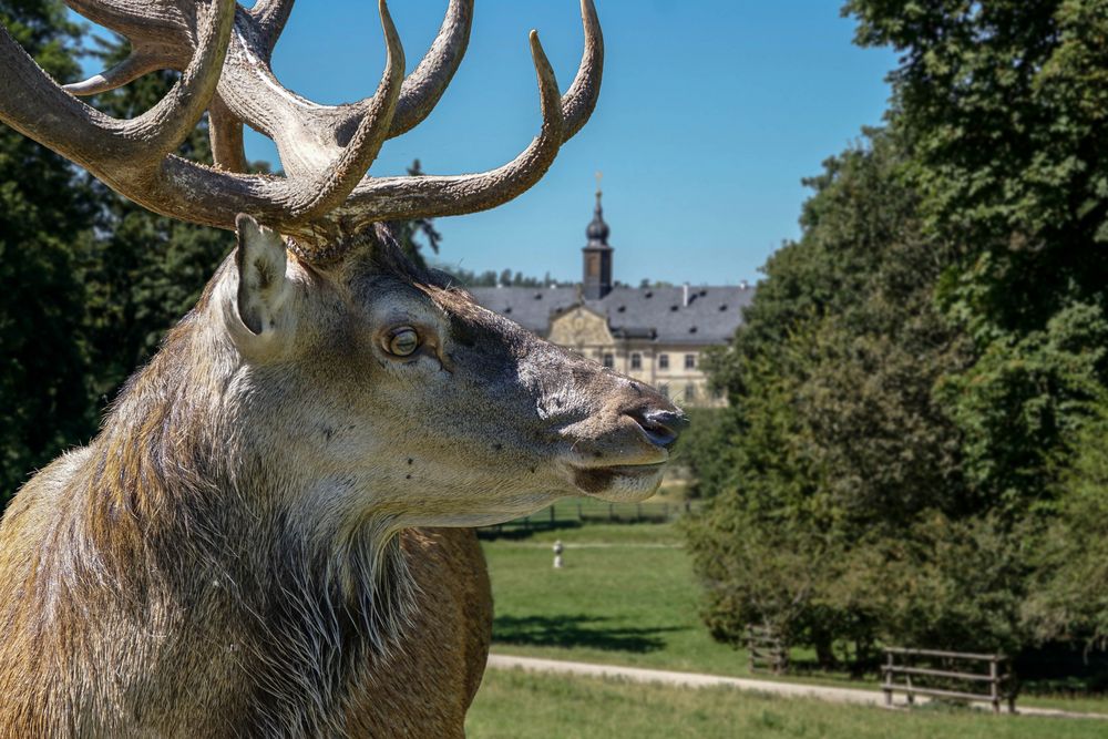 Hirsch vor Schloß Tambach