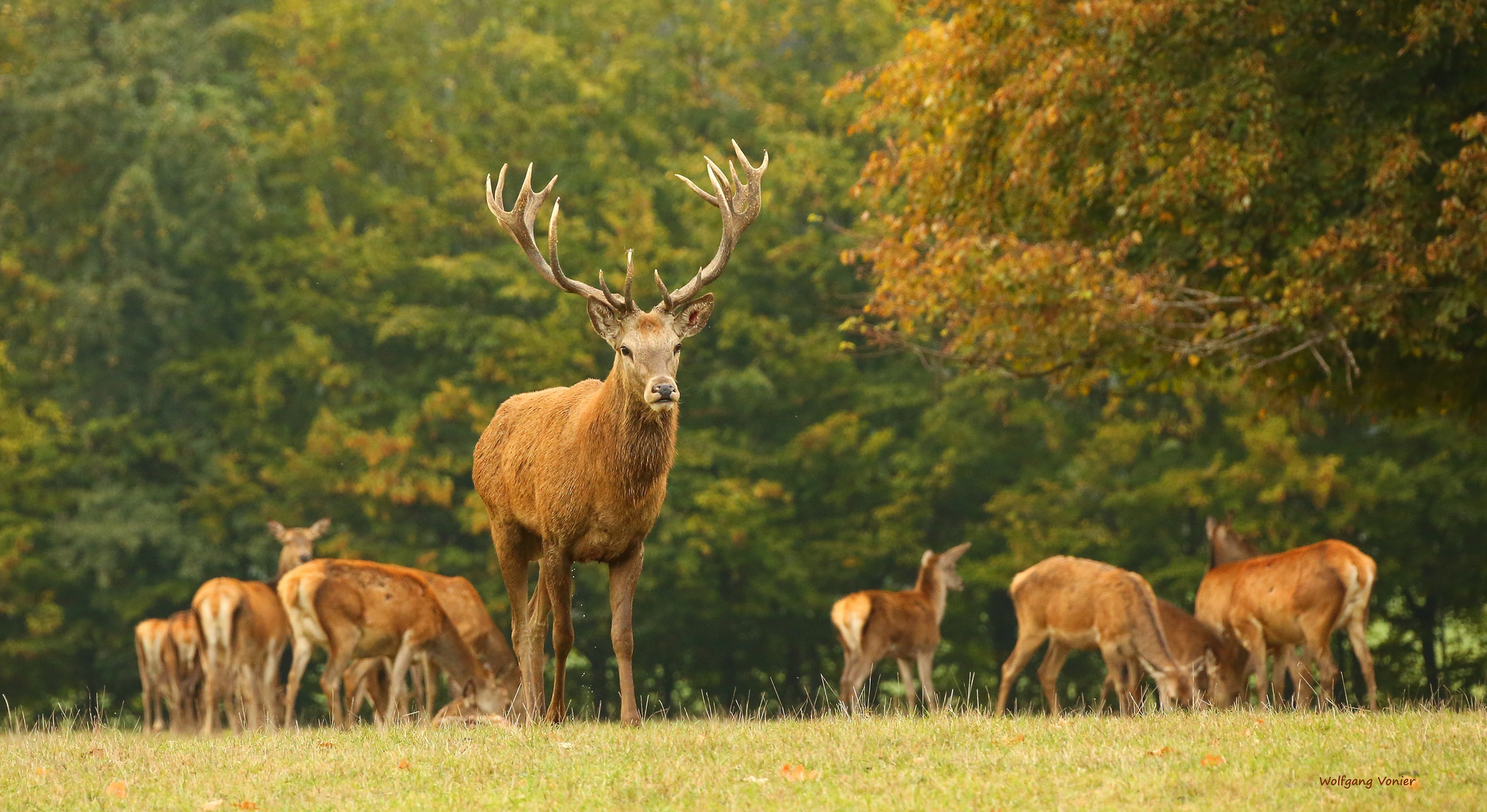 Hirsch während der Brunft