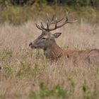 Hirsch Wildpark Bad Mergentheim