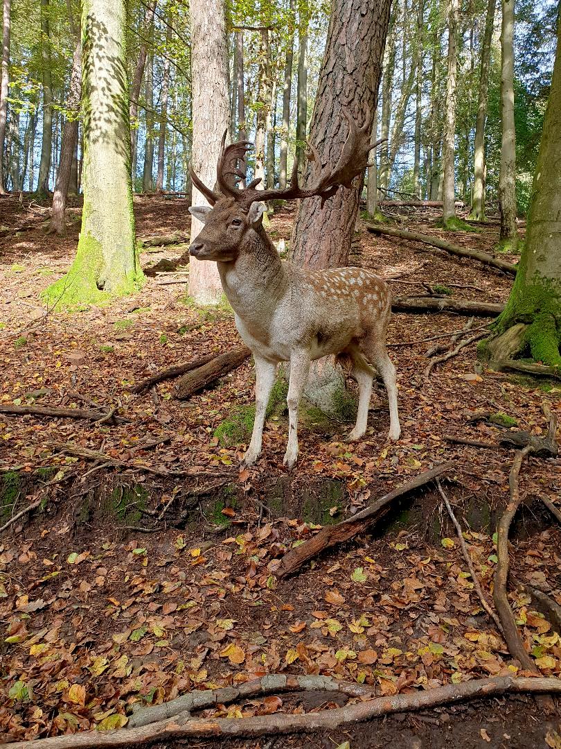 Hirsch12