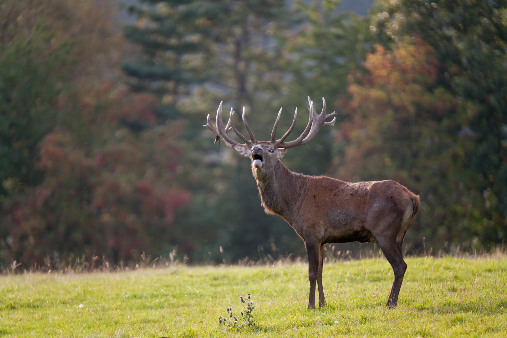 Hirsch_auf_Wald-Wiese, während der Brunft