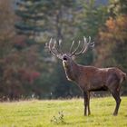 Hirsch_auf_Wald-Wiese, während der Brunft