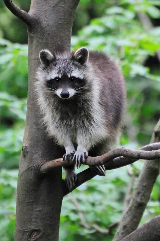 Hirschberger Tierpark