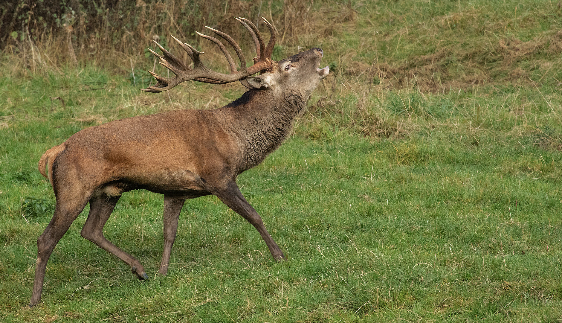 Hirschbrunft 004