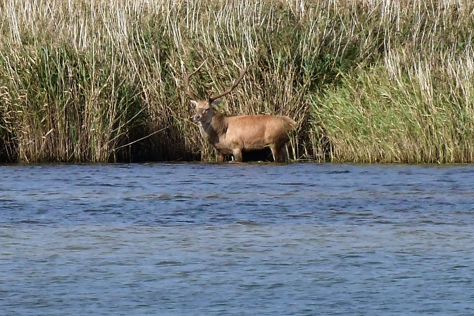 Hirschbrunft 