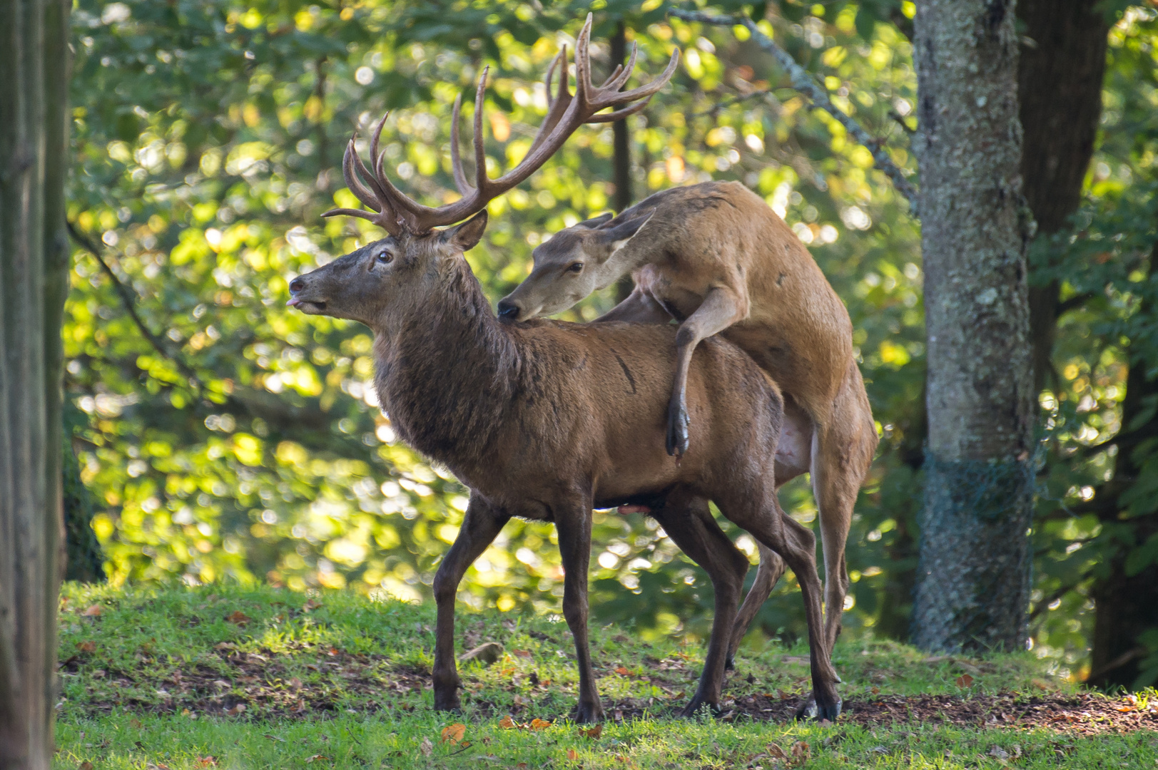 Hirschbrunft